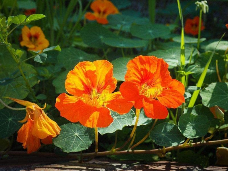 CYBEXIS Garden Nasturtium Orange Glow Flower Seeds Seed  (50 per packet)
