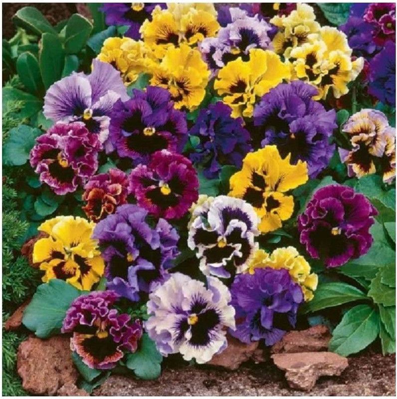 CYBEXIS Pansy - Masterpiece Rococo Mix Seed  (1 g)
