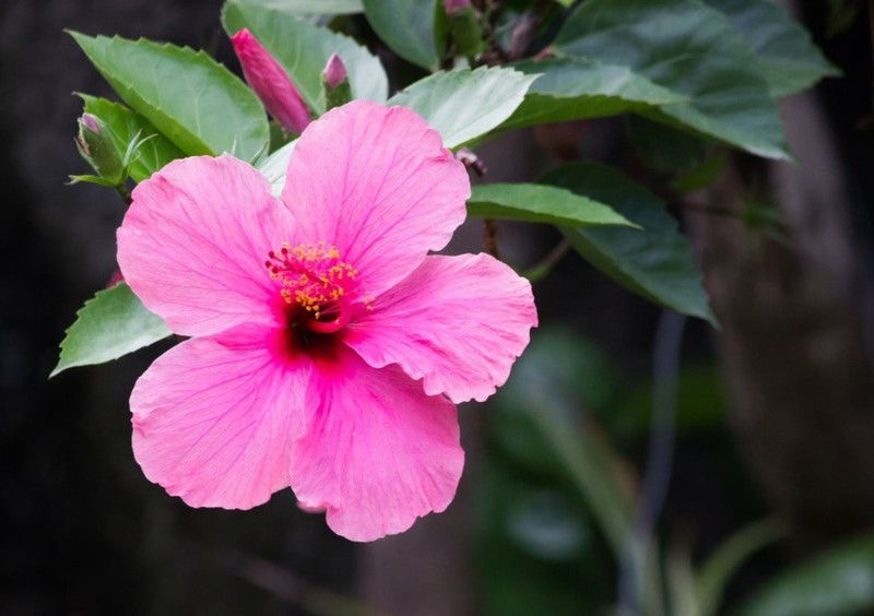 Ayushgreenplant Hibiscus Plant  (Hybrid, Pack of 1)