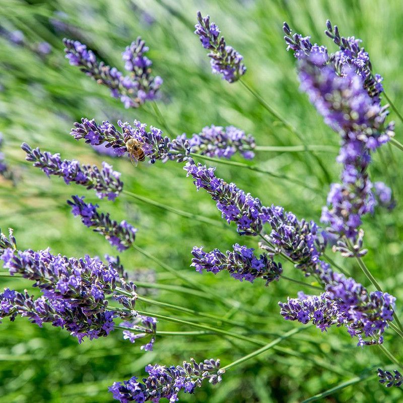 XOLDA Lavender Seed  (32 per packet)