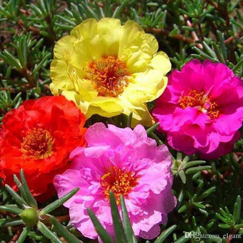 XOLDA Exotic Portulaca Mix Seed  (82 per packet)