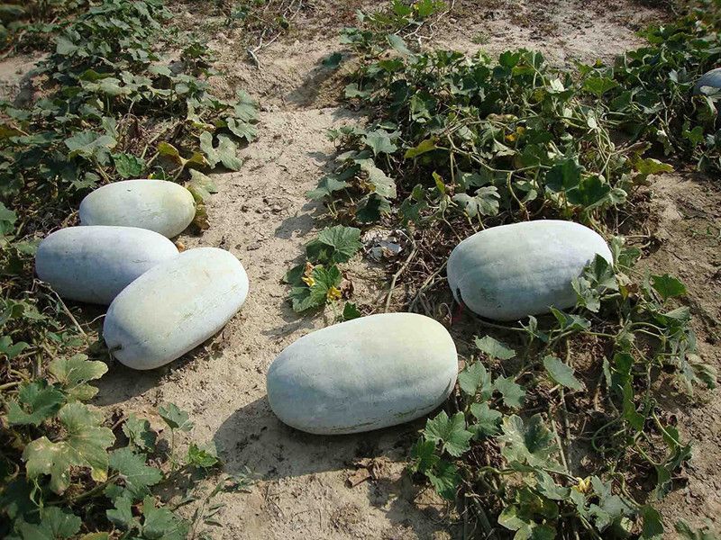 XOLDA Ash gourd Seed  (23 per packet)