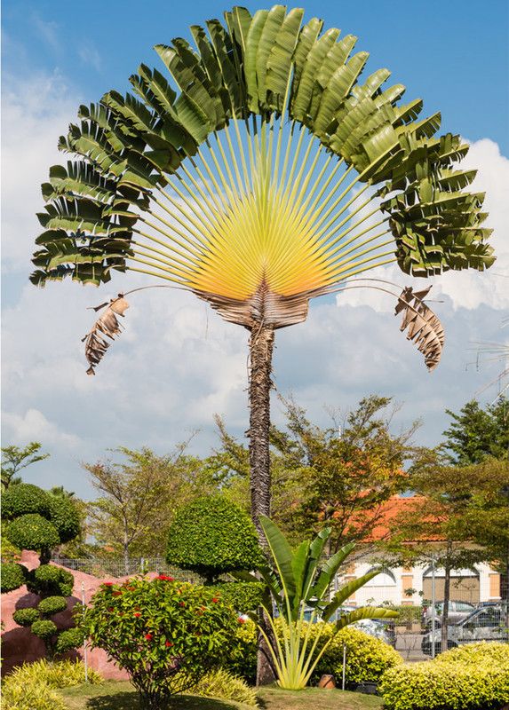 Zomoloco Traveller Palm Plant  (Hybrid, Pack of 1)