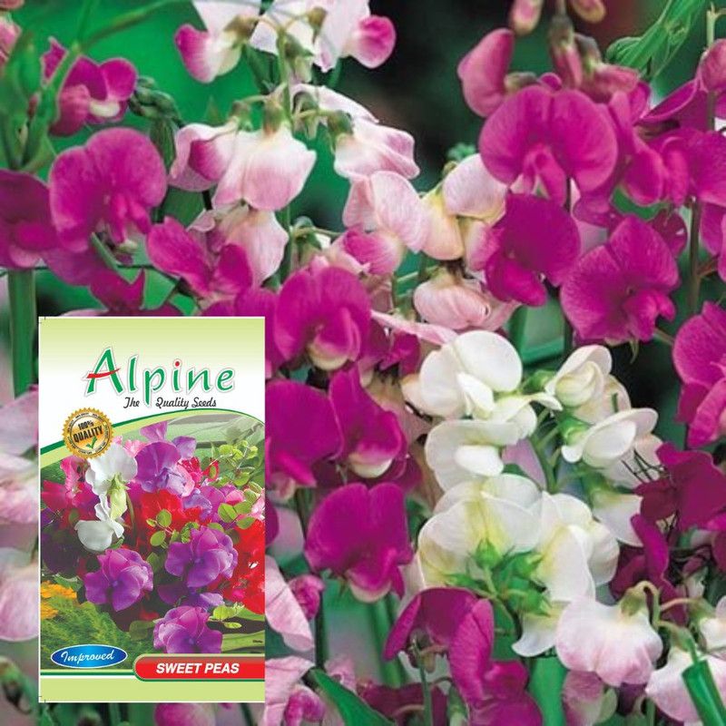agri max gardens sweet pea(mix) flower seeds, sweet peafor home garden, forwinter flowers Seed  (30 per packet)