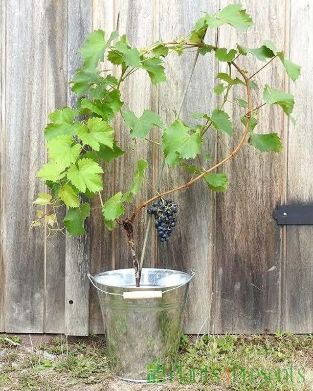 Rainbow Garden Grapes Plant  (Hybrid, Pack of 1)