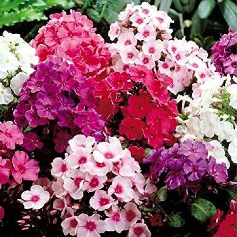 KANAYA Phlox Flower Seed  (135 per packet)