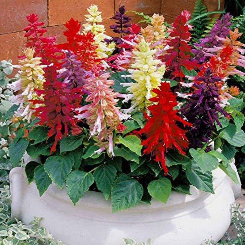 KANAYA Salvia Mixed Seed  (44 per packet)