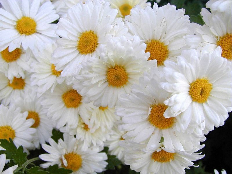 XOVO Exotic Daisy White Flower Seed  (45 per packet)