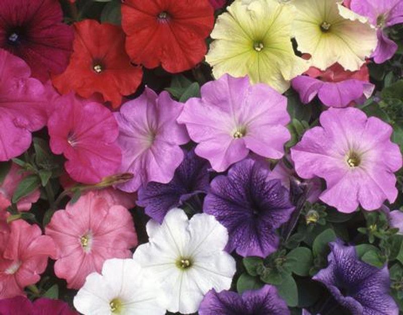 XOLDA Petunia Mixed Seed  (20 per packet)