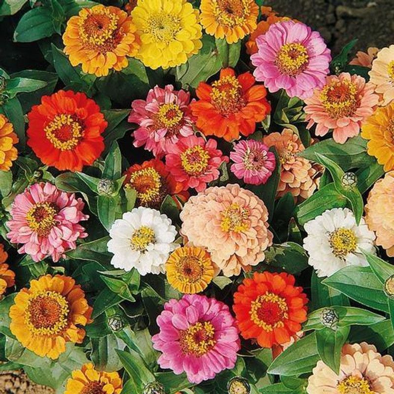 Paudha Zinnia Seed  (25 per packet)