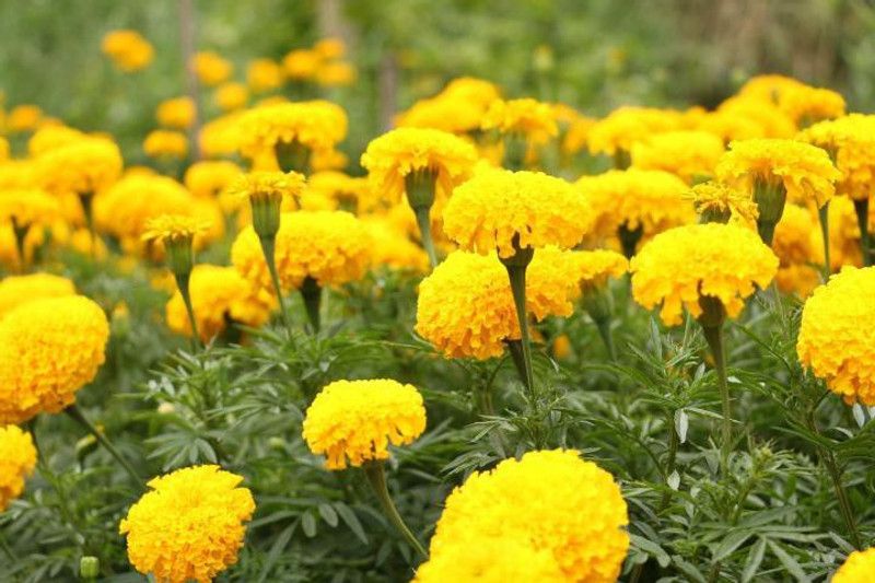 Paudha Marigold Yellow Seed  (25 per packet)