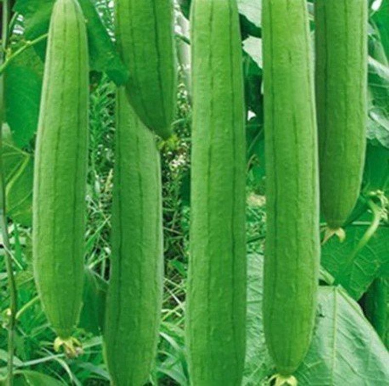 KUSH Spong Gourd Hybrid Seed  (30 per packet)