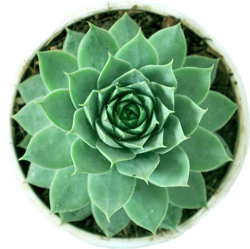 PEDPOUDHE Laxmi Kamal Plant  (Pack of 1)