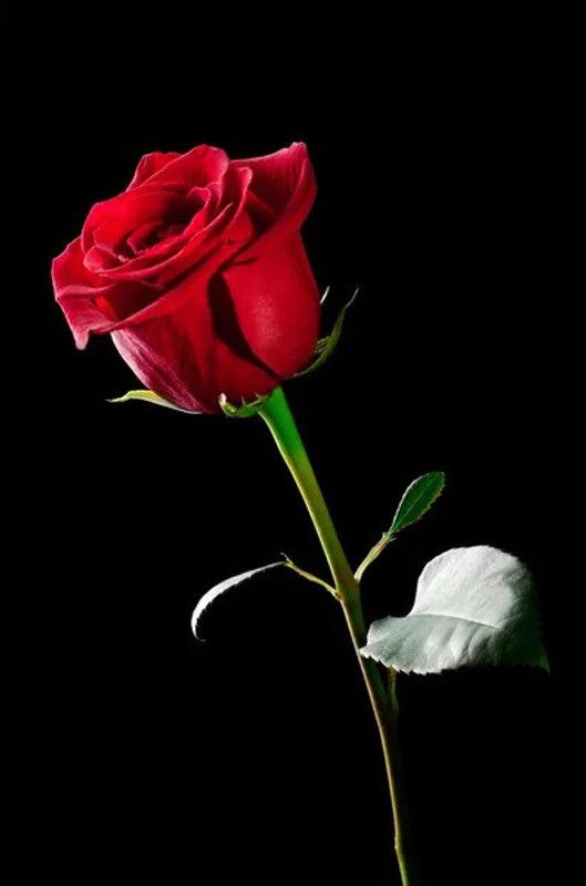 Nodoc Red Rose Seed  (20 per packet)