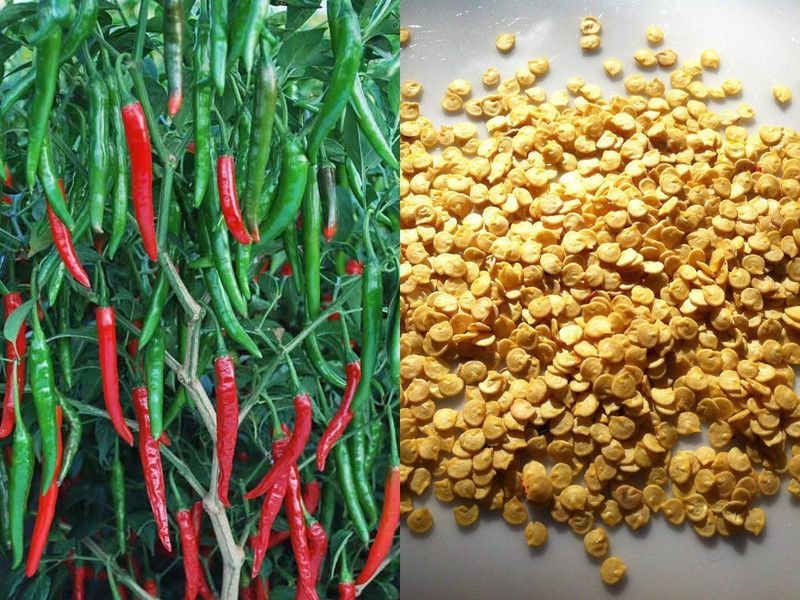 SM Exports " Arka Khyati " chilly seeds ( 50 Seeds Pack ) Seed  (50 per packet)