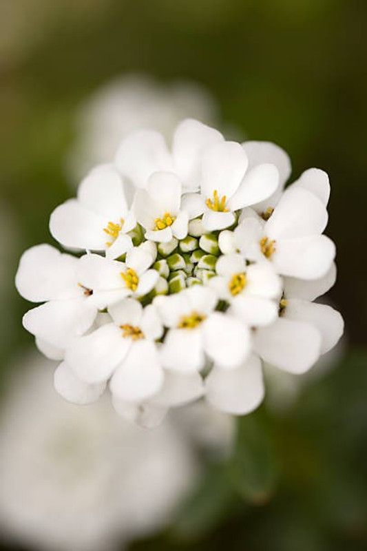 Splorias Candytuft Seed  (15 per packet)