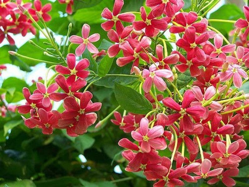 Globalplants Madhumalti/Rangoon Creeper  (Hybrid, Pack of 1)