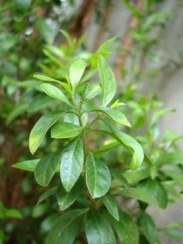 Nodoc Mehndi Plant Seed  (15 per packet)