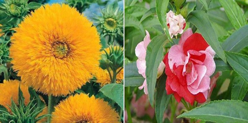 xcentax Rose seed, SUNFLOWER DWARF SUNGOLD Seed  (20 per packet)