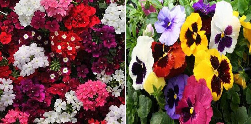xcentax Heartsease, Sweet Violet, Pansy, Violet Seed, Verbena Winter Flower Seed Seed  (16 per packet)