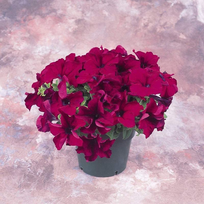 VibeX GUA-83 - Petunia Grandiflora Burgundy - (60 Seeds) Seed  (60 per packet)