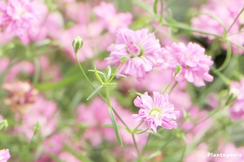 Paudha Gypsophila Flower Seed  (35 per packet)