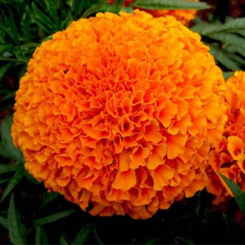 PREMIER PLANTS MARIGOLD Seed  (180 per packet)