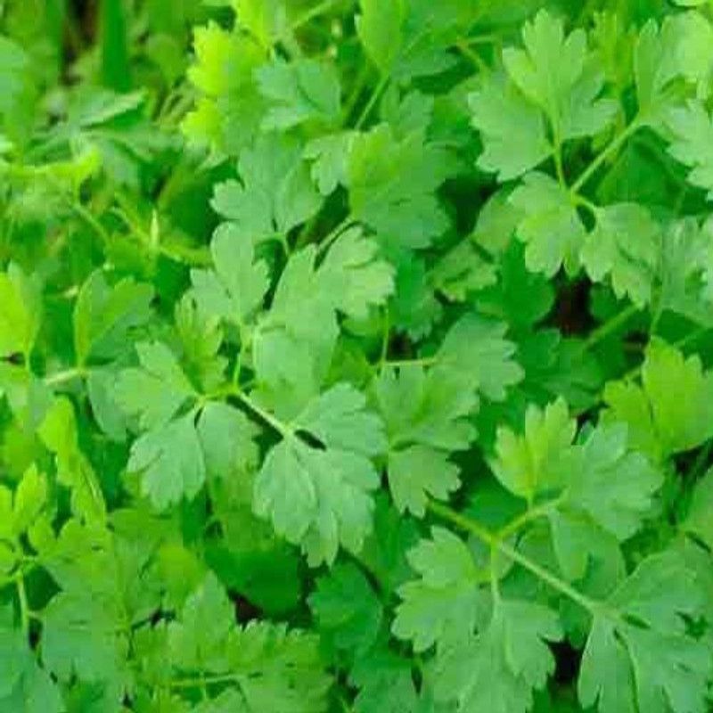 Airex IMPORTED CHERVIL HERB SEEDS (PACK OF 30 SEEDS X 2 PACKET Seed  (60 per packet)