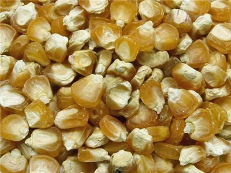 CYBEXIS TLX-24 - Golden Bantam Yellow Corn - (2250 Seeds) Seed  (2250 per packet)