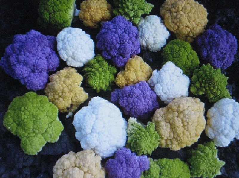 VibeX KGF -3 - Rainbow Blend Cauliflower Broccoli Mixed Colors - (450 Seeds) Seed  (450 per packet)