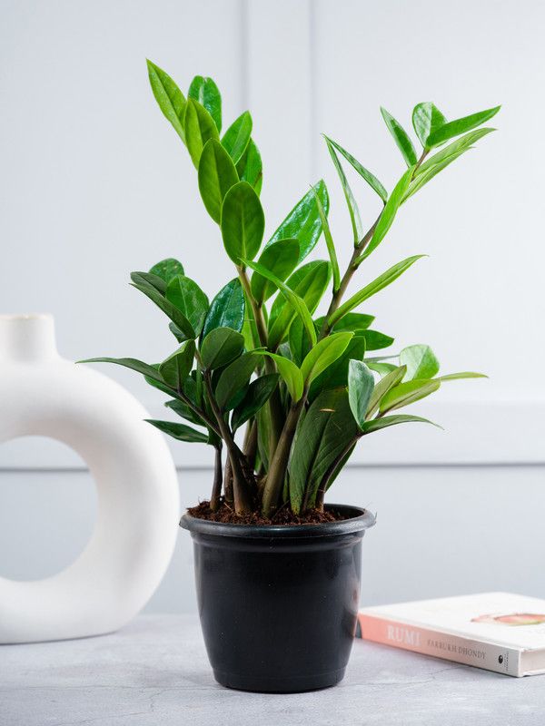 Nurturing Green ZZ Plant  (Pack of 1)