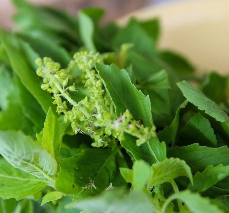 WILLVINE TLX-11 Thai Holy Basil Seeds Seed  (2000 per packet)