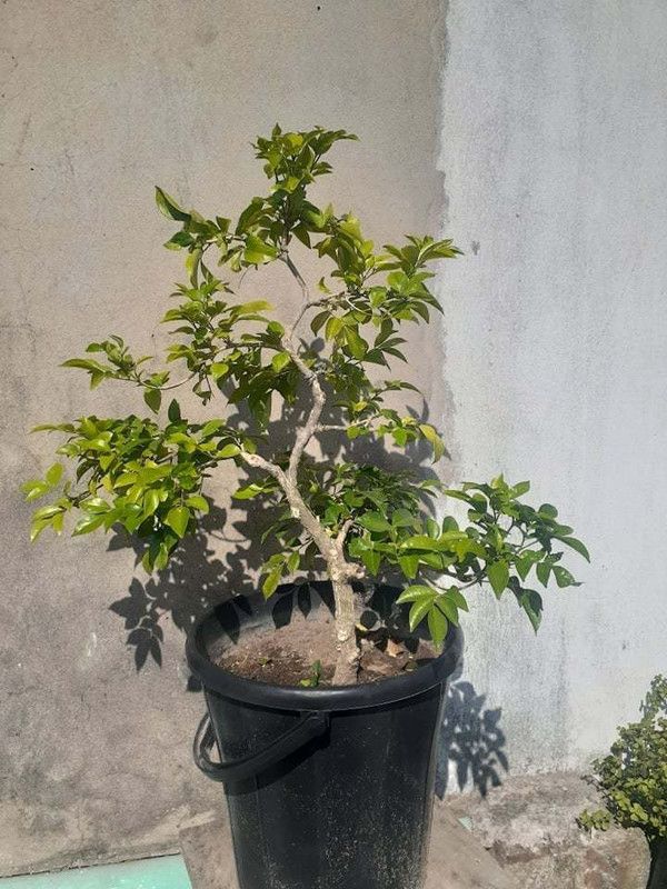Corofitam Murraya Paniculata Plant  (Hybrid, Pack of 1)