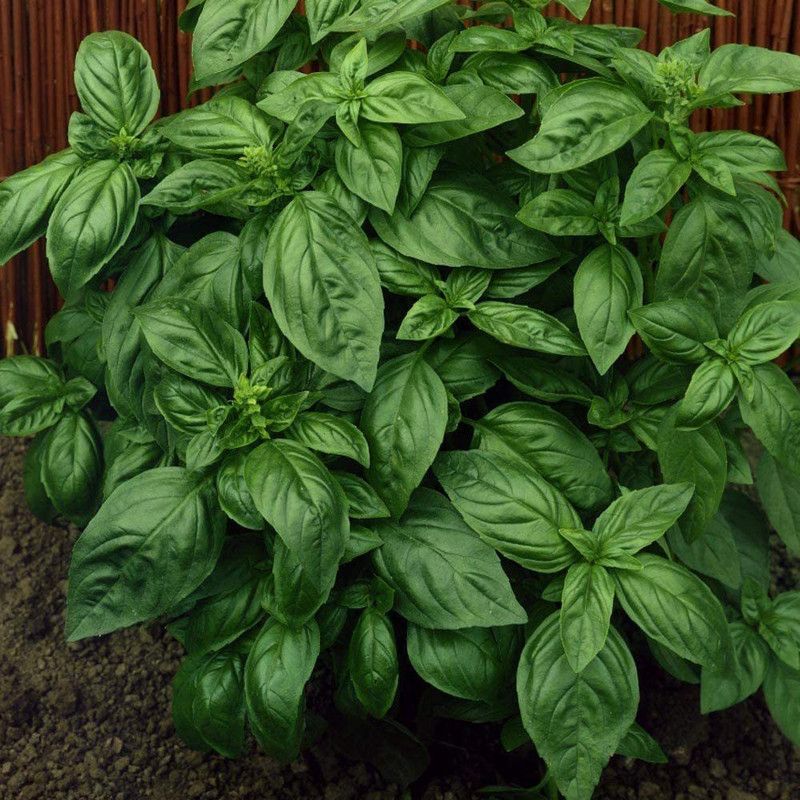 VibeX ® VMR-15 Sweet Basil Genovese Ocimum Basilicum Seed  (1000 per packet)