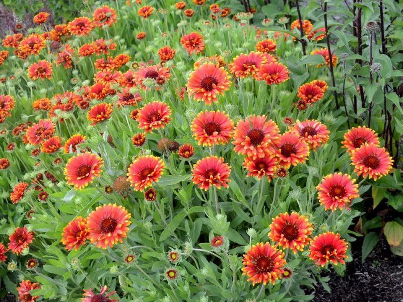 WATIKA GAILLARDIA (BLANKET FLOWERS) Seed  (20 per packet)