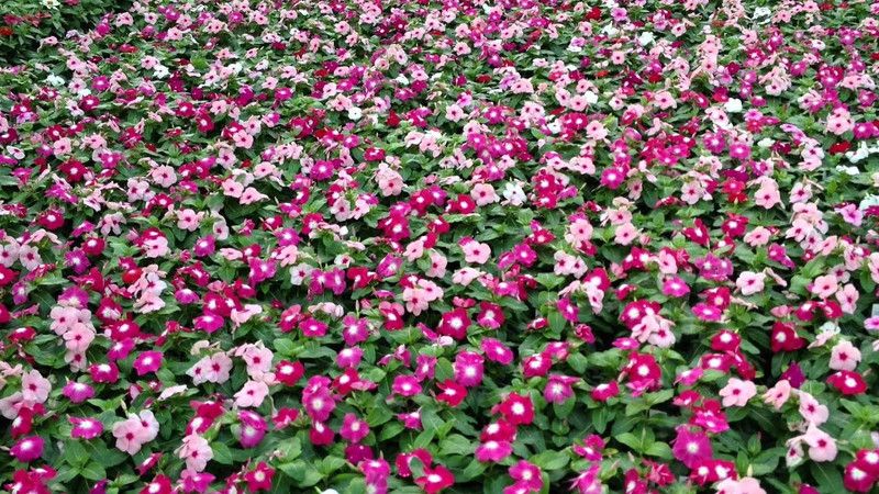 XOLDA Vinca Dwarf Mix Seed  (53 per packet)
