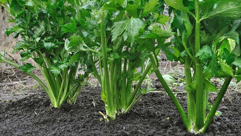XOLDA Organic Celery Seed  (29 per packet)
