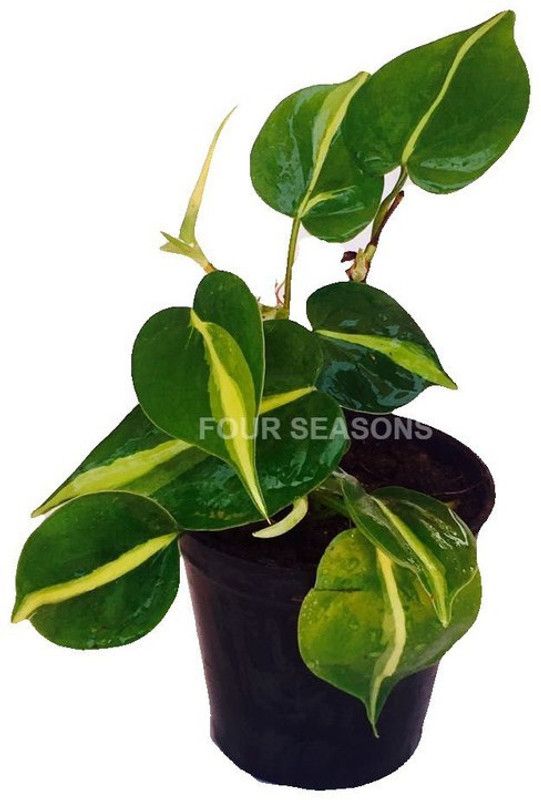 FURYHUB Money Plant  (Hybrid, Pack of 1)