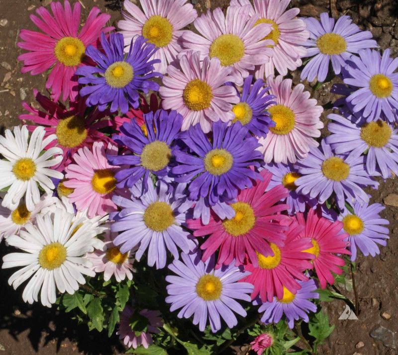 XOLDA Aster Mix Flower Seed  (21 per packet)
