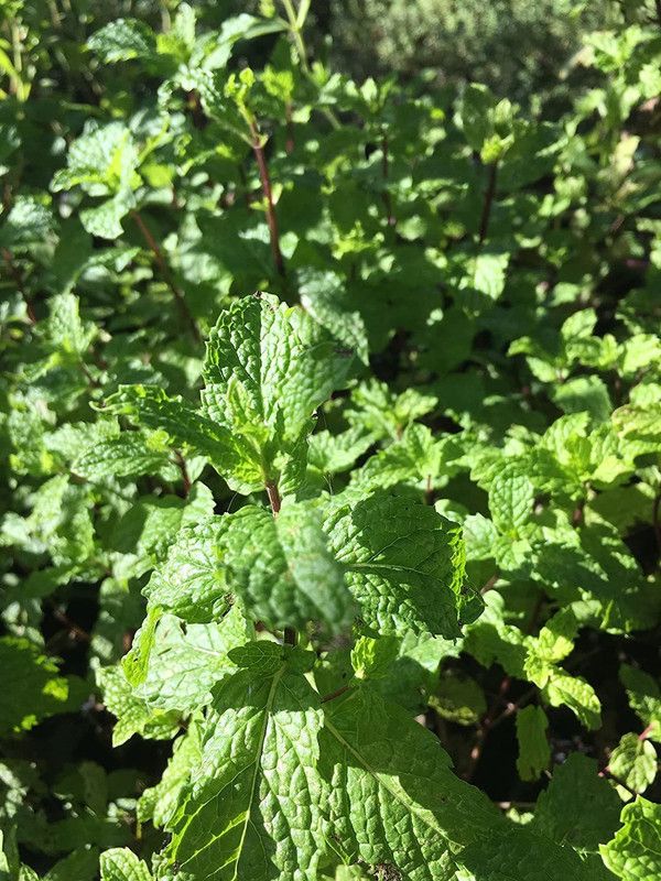 VibeX ® RXI-79 Mojito Mint Seeds (mentha x villosa) Seed  (200 per packet)