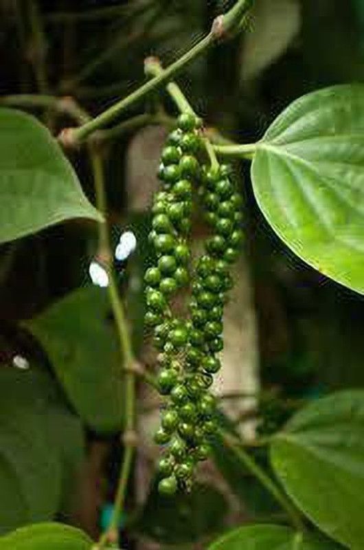 K,M.GREEN Black Pepper Plant  (Hybrid, Pack of 1)