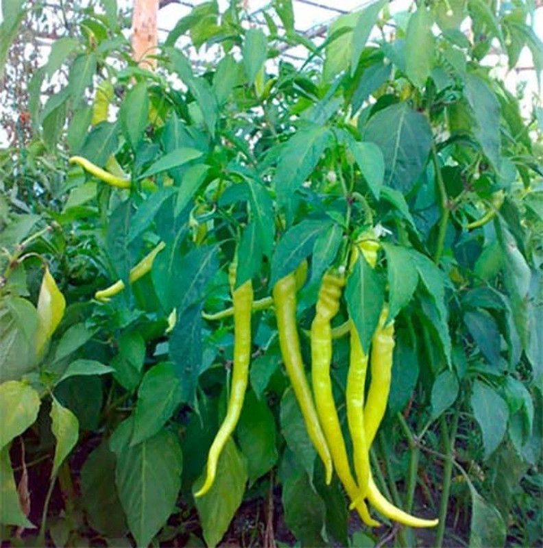 granthi Chilli Pepper, Hot Chilli Seed  (800 per packet)
