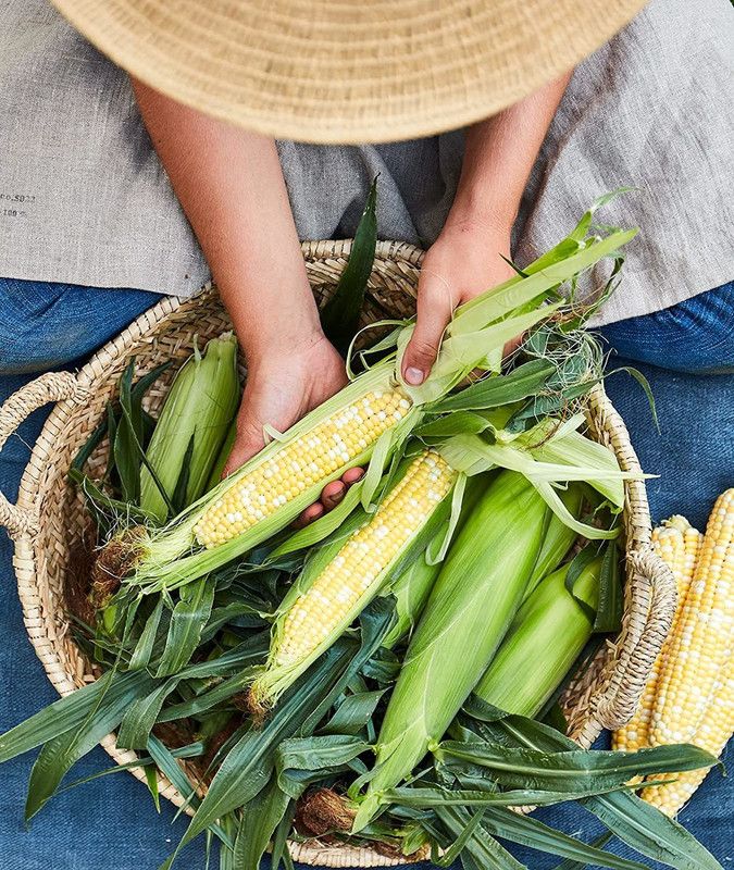 WILLVINE TLX-2 Peaches & Cream Sweet Corn Seeds Seed  (1000 per packet)