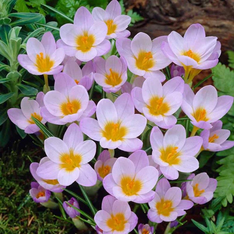 FERNSFLY® Grand Maitre Crocus Seed  (4 per packet)