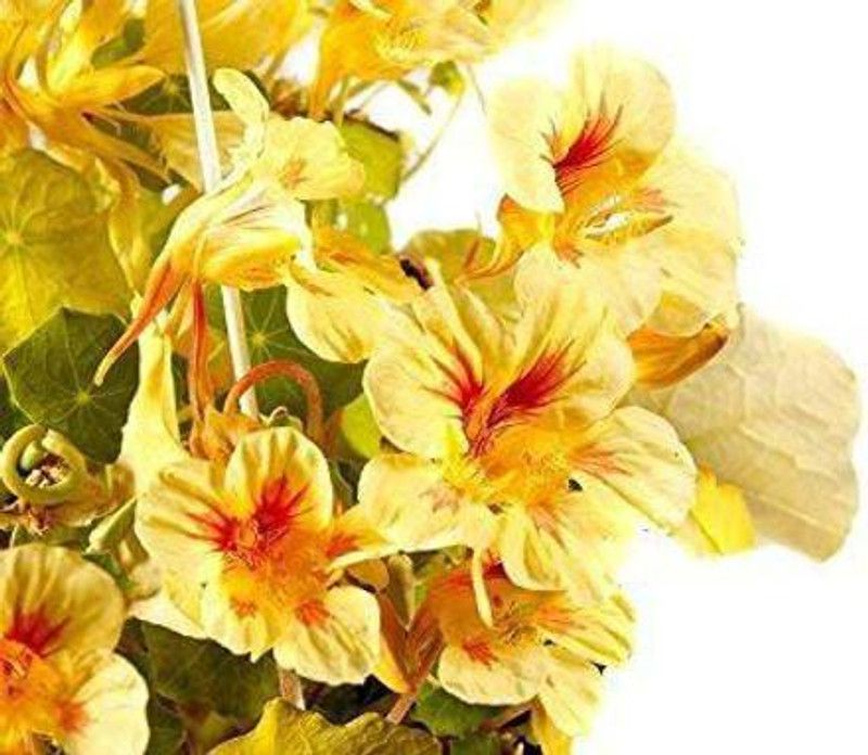CYBEXIS Nasturtium Alaska Salmon Orange Seeds Seed  (50 per packet)