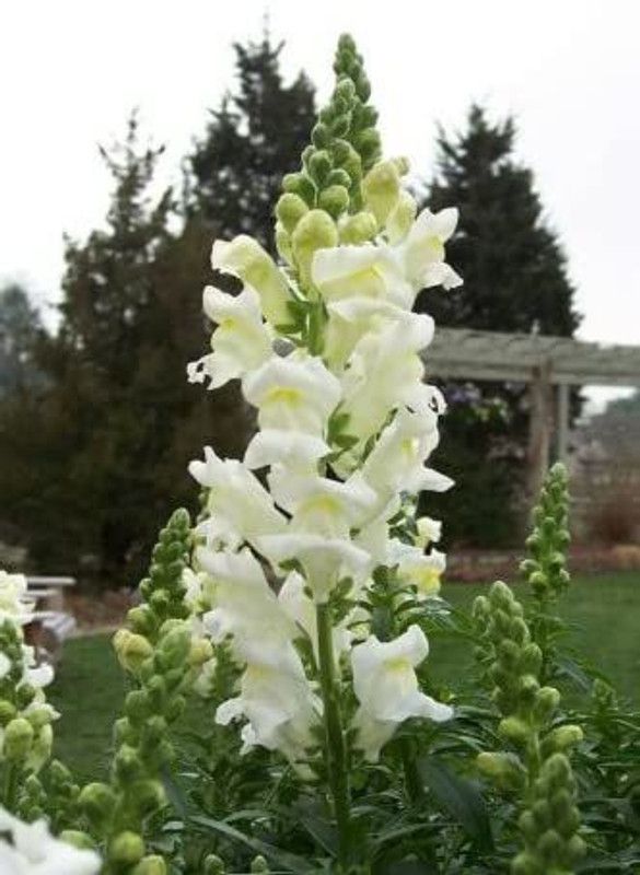 CYBEXIS Antirrhinum Montego Sunset Bicolor Dwarf Snapdragon Flower Seeds Seed  (50 per packet)