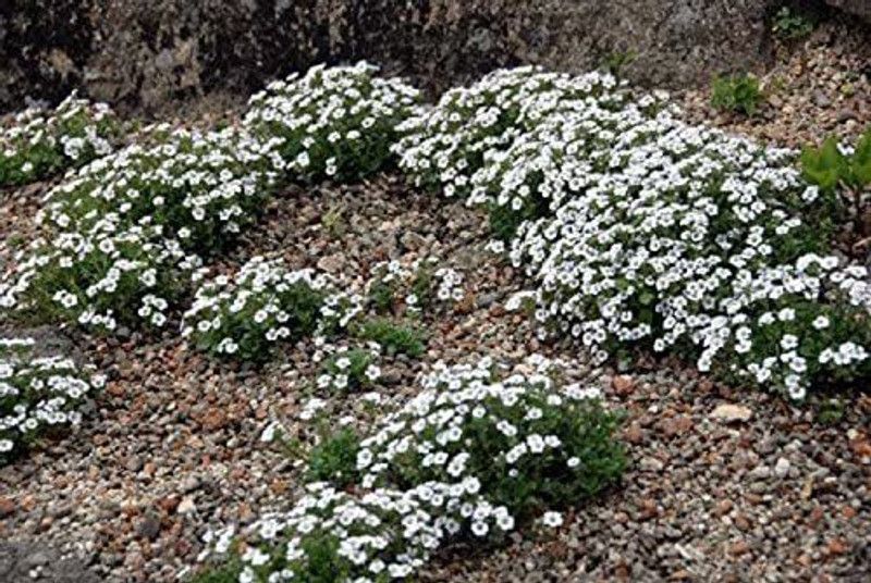 CYBEXIS Splash Mouse-Ear gypsophila, Chickweed Baby's-Breath Seed  (1 g)