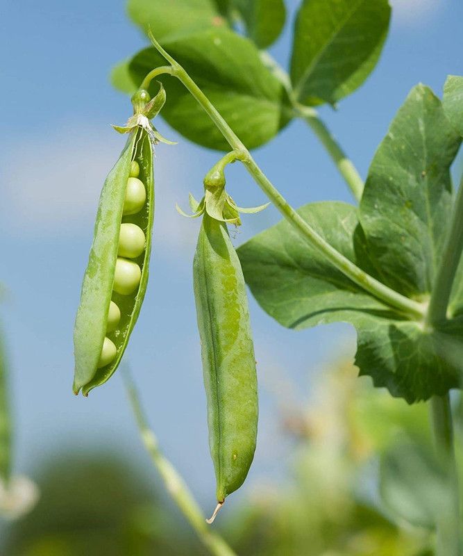 KANAYA Pea Seed  (375 per packet)
