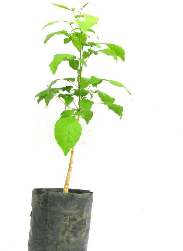 Platone Custard Apple Plant  (Pack of 1)