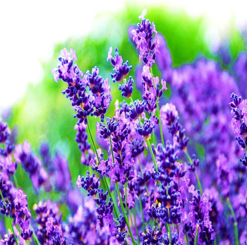 VibeX Lavender Seed  (50 per packet)